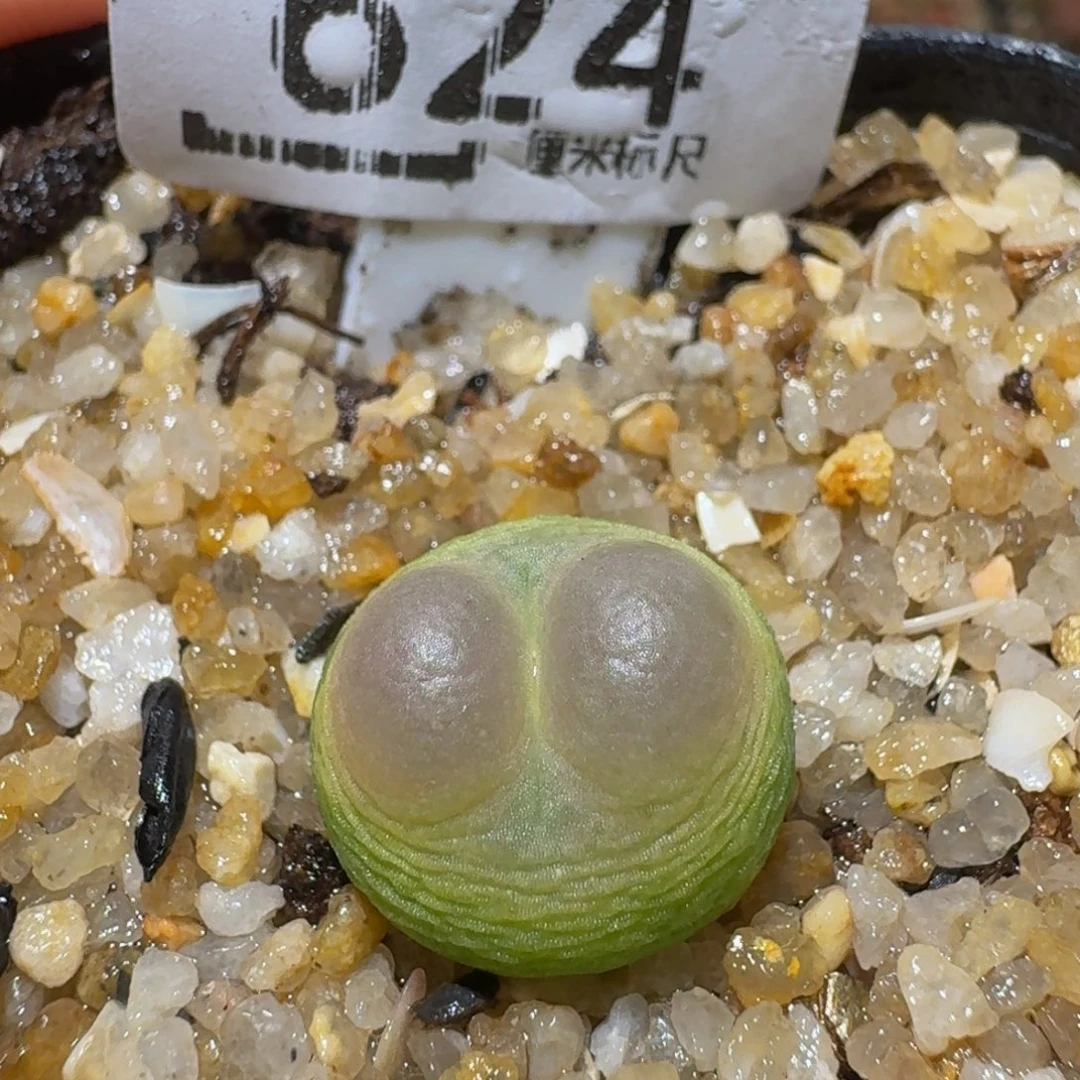 Ssss精品生石花624