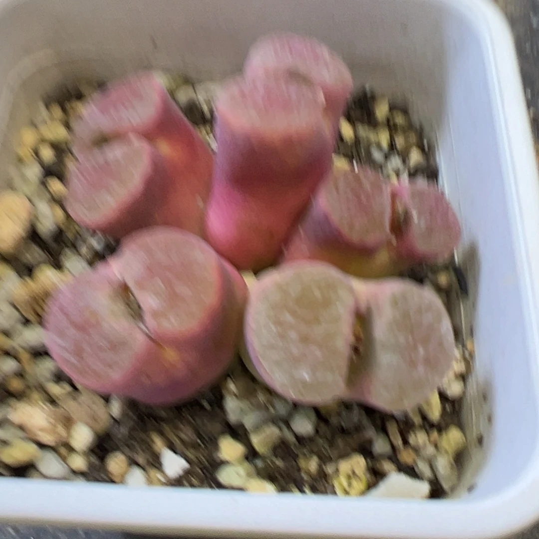 ?**单专拍专拍 肉锥植物