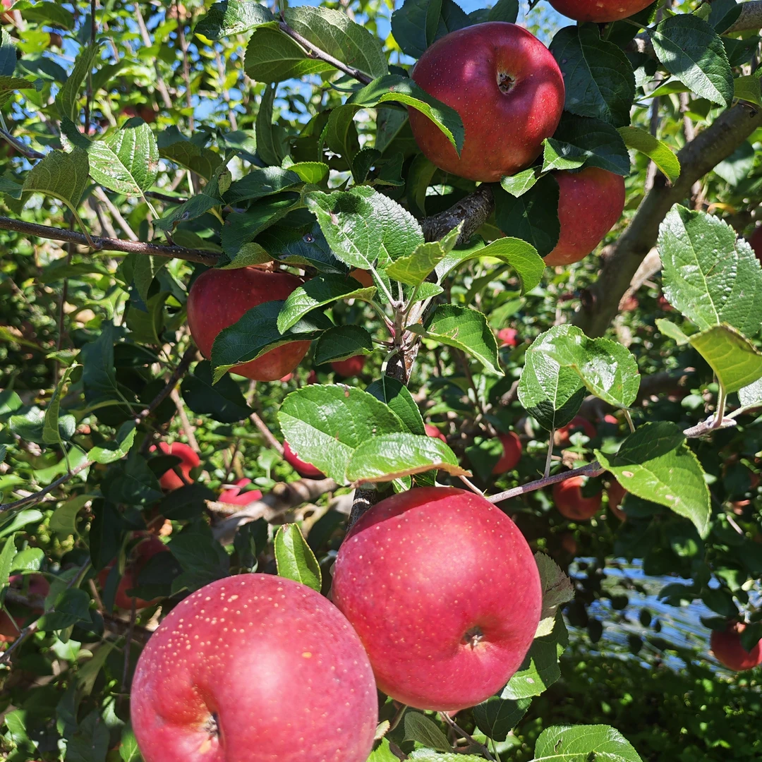 四川盐源冰糖心丑苹果脆甜多汁新鲜现摘现发5斤净重