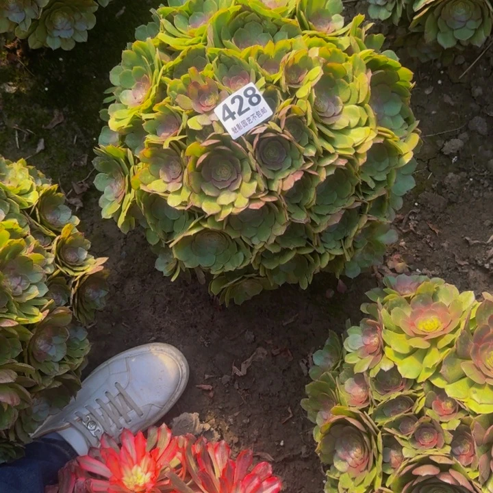 万圣节花27-46包邮花花