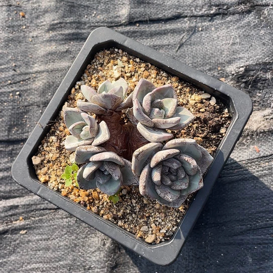 泡芙苹果叶仙女杯