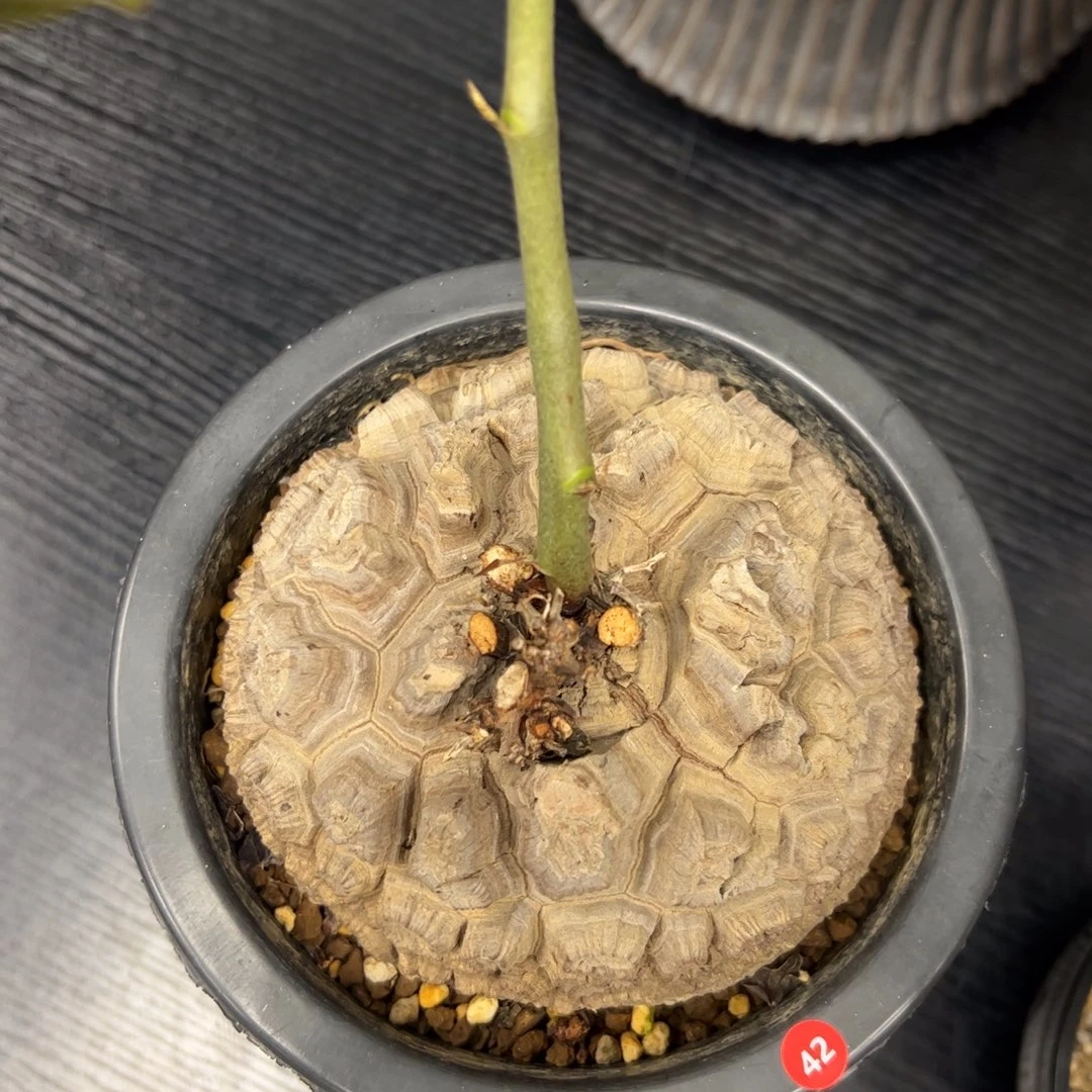 精品盆栽养定龟甲龙42