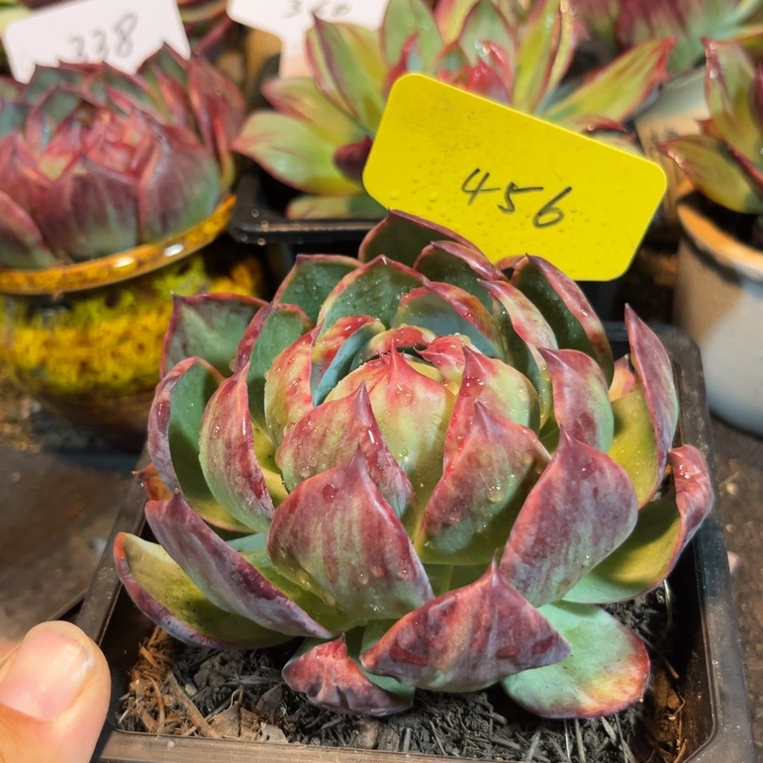 惊鸿一物一拍包装收缩花旱好服盆456