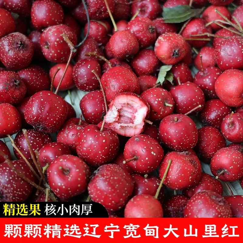 【山林匠】东北大山里红辽宁宽甸发货酸甜开胃新鲜山里红