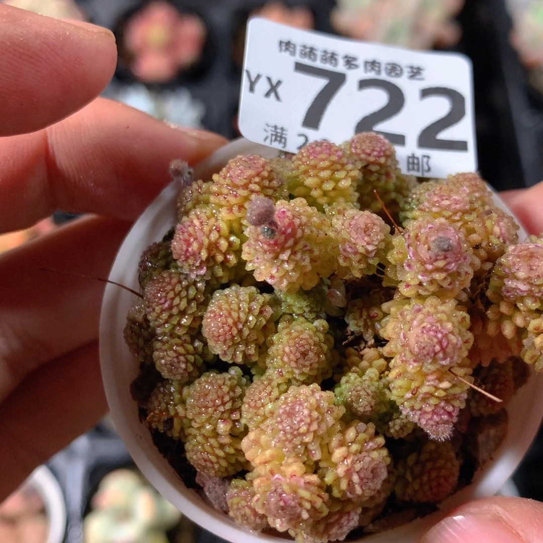 5CM拇指盆精控多肉YX722