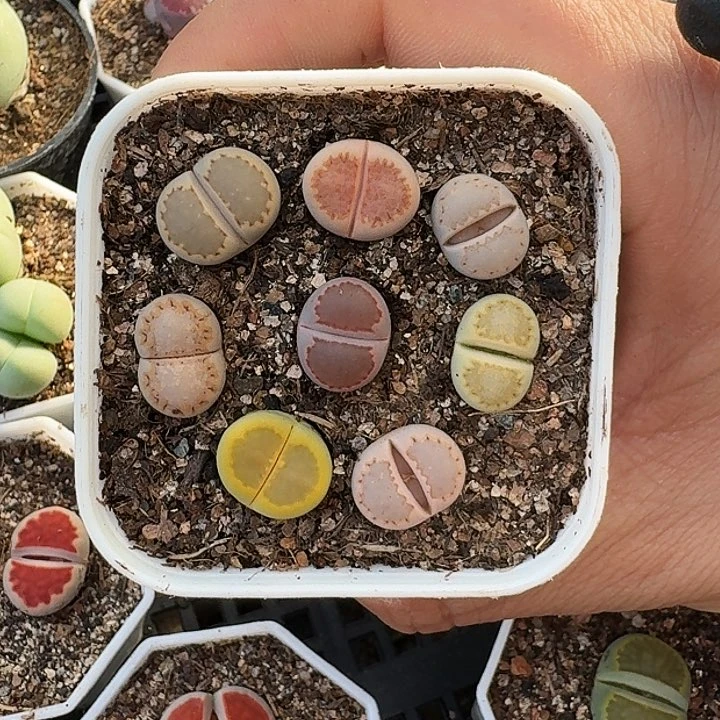 生石花1111。    293