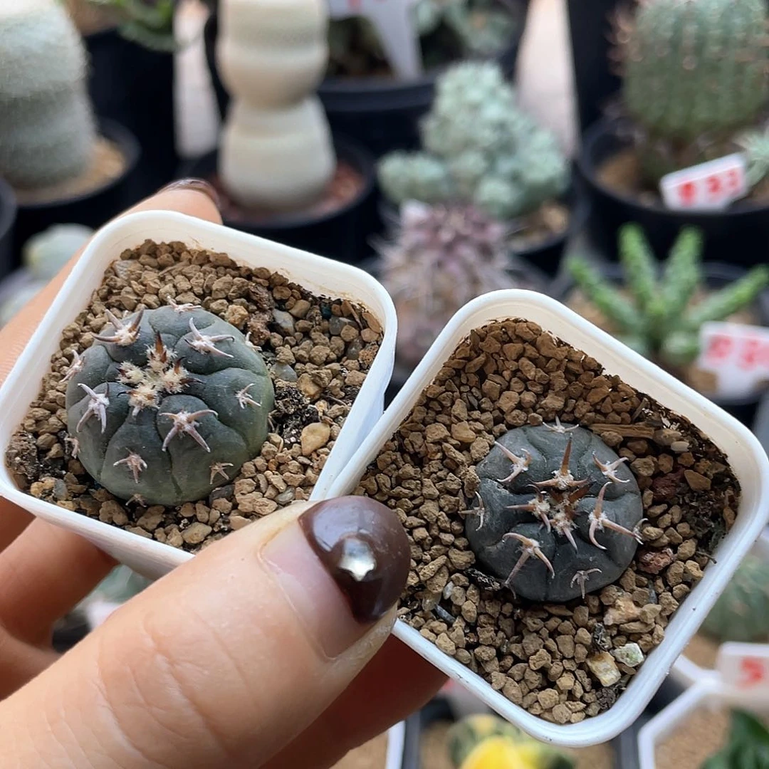 实生两颗九刺天平猫爪