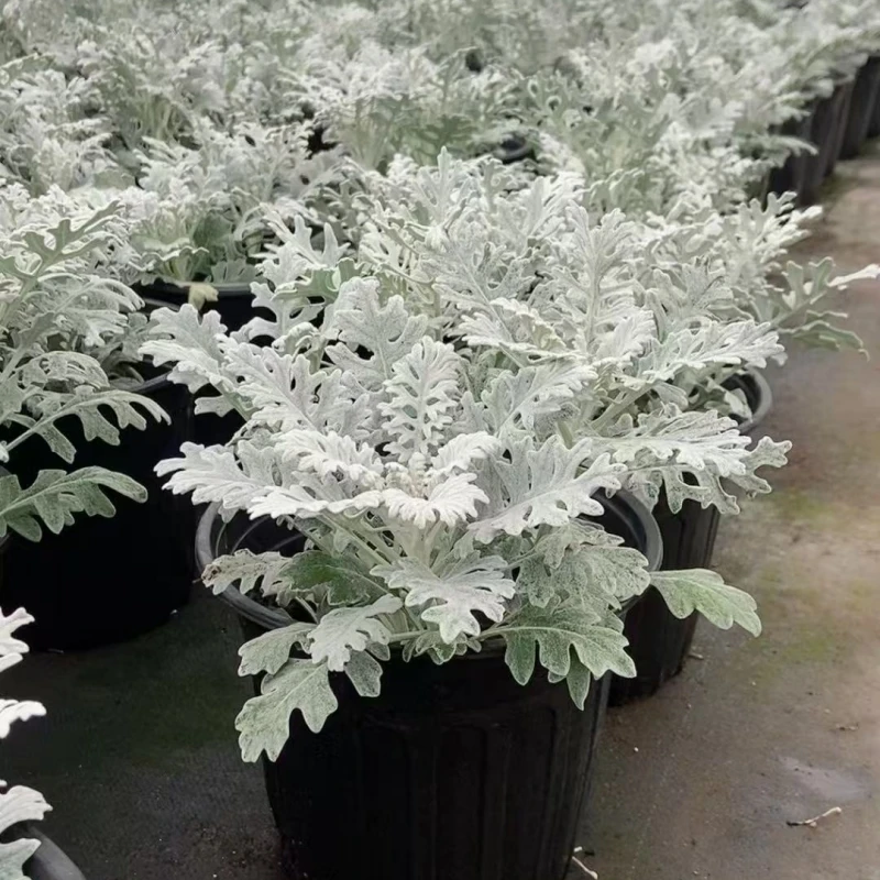 徐小姐花境银叶菊盆栽雪叶菊花苗耐寒植物阳台庭院花园景观耐寒