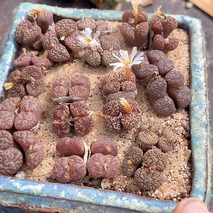 13560四头编号鸟一颗