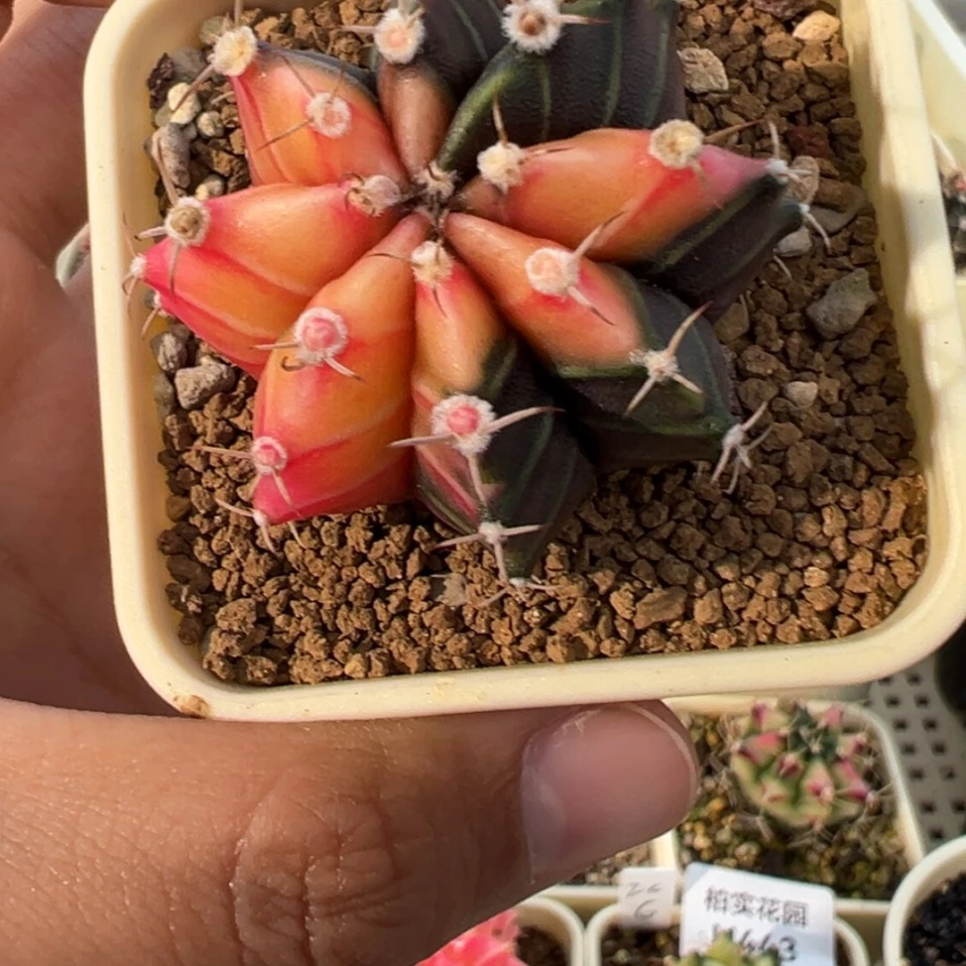 473 好看的米哈冲冲冲