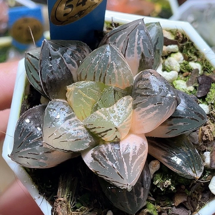 540亚成玉潭锦一物一拍