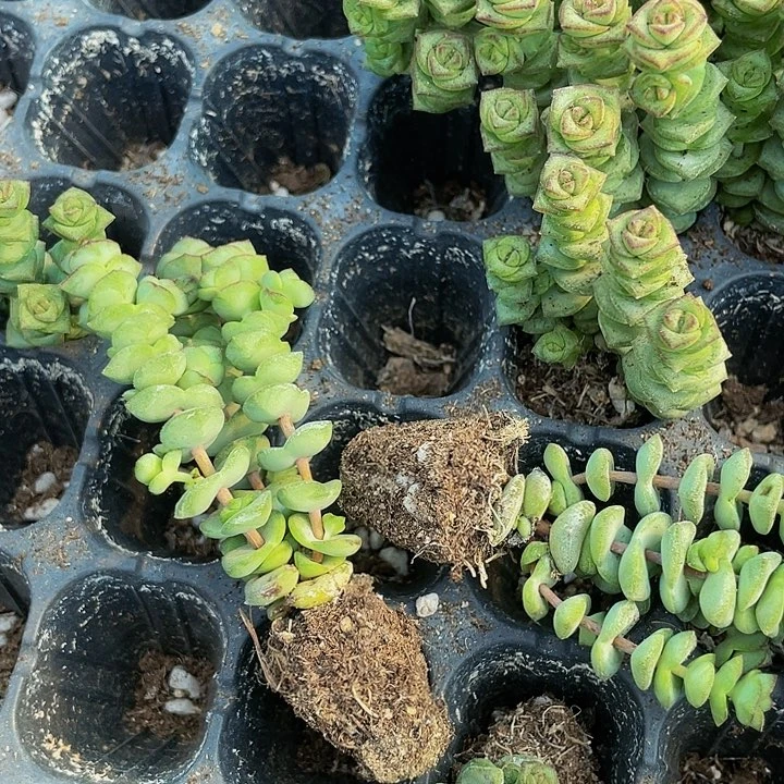 小钱串1元带土发