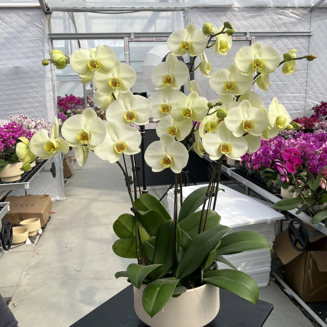 【达尔文/一琳】蝴蝶兰花卉室内种植年宵花爆款