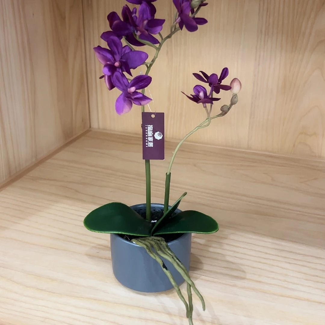 抖音直播间福利蝴蝶兰盆栽