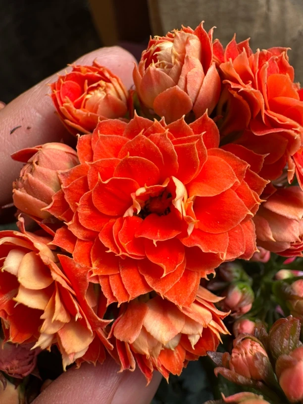 【岳阳楼】大花系列 花期长  好养