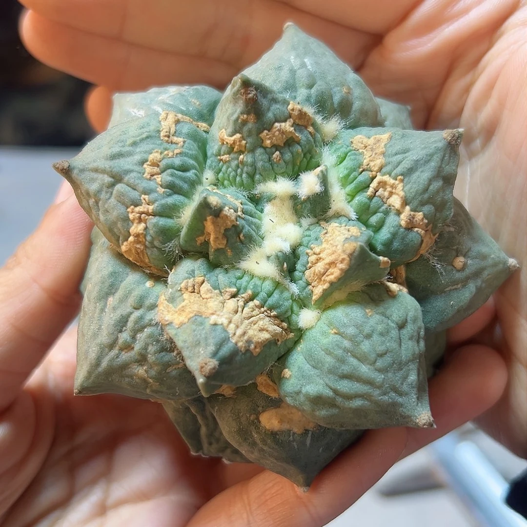 2日12号自根丸尤玫瑰金怒7.4公分