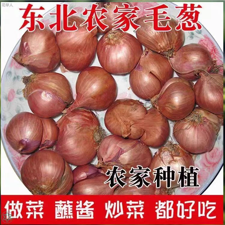 东北毛葱 小园笨毛葱 东北农家毛葱