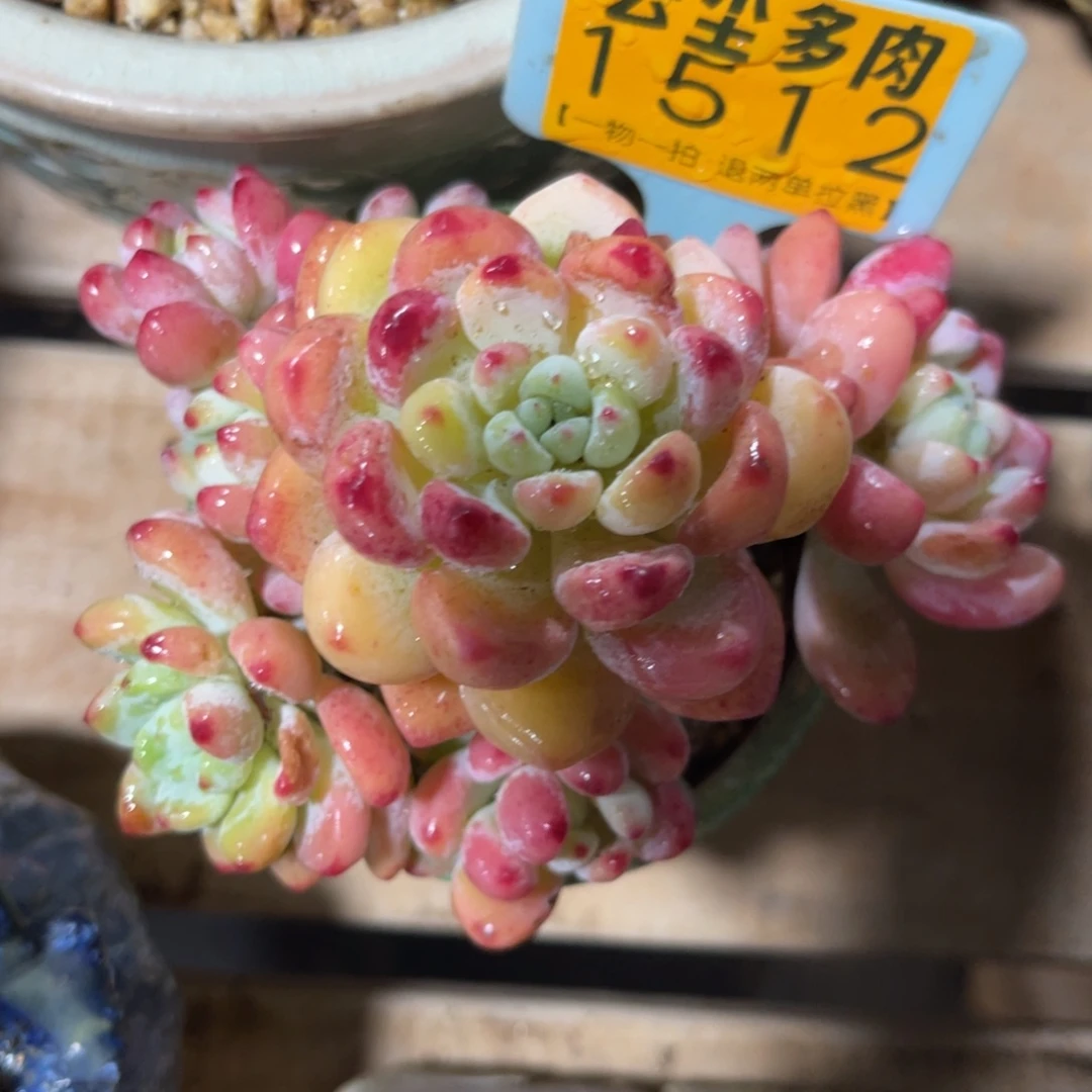 云尘多肉一物一拍1512