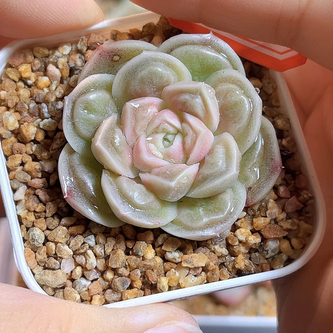 K378 丽丽欧    满18包邮