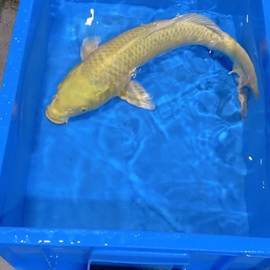 海水赤木芒果黄金