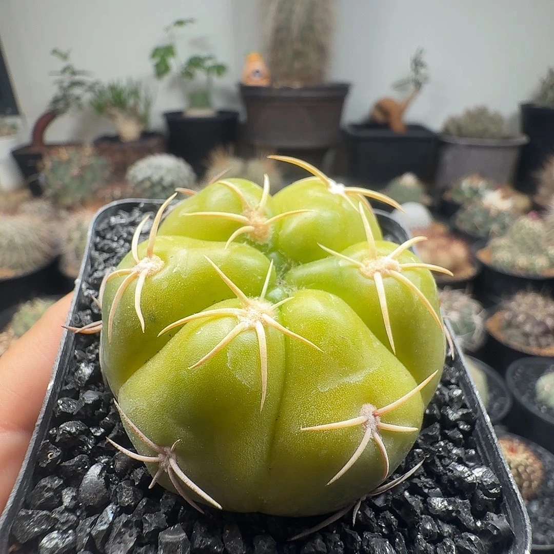 实生海王脱土发货