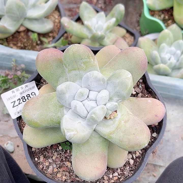 小鹿多肉福利多多2889