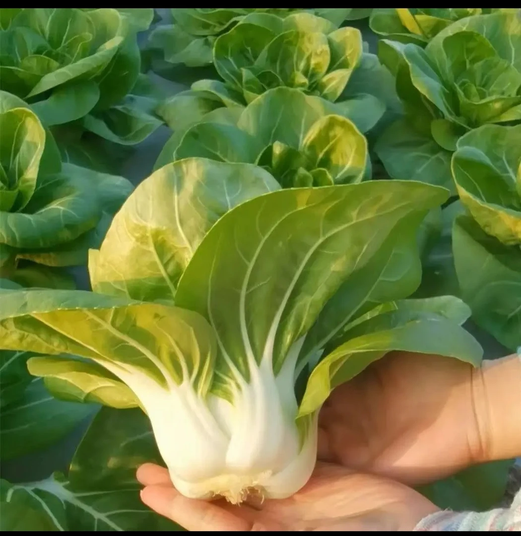 【全店满8包包邮】白雪公主矮脚白菜种子