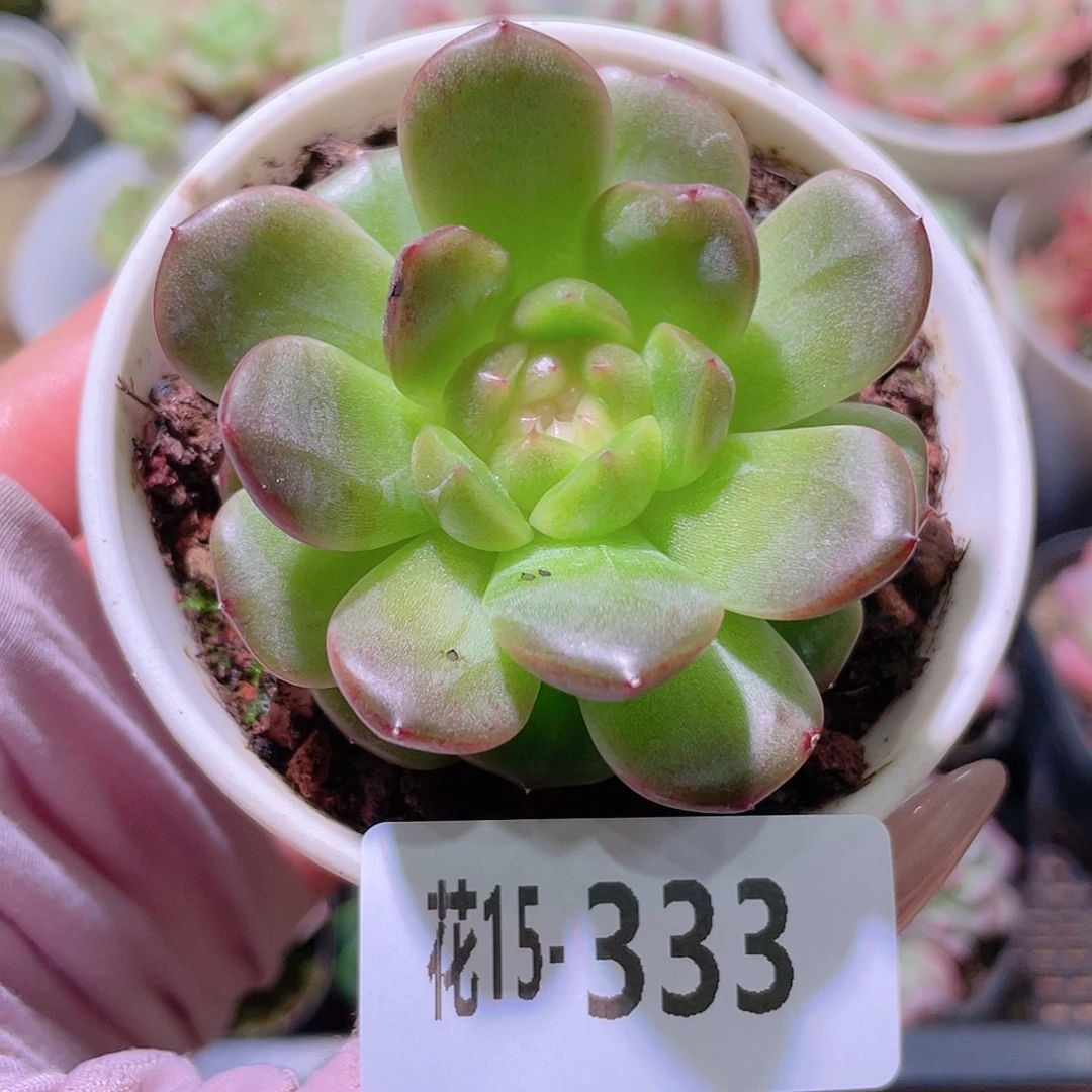 花利美15-333灵翠