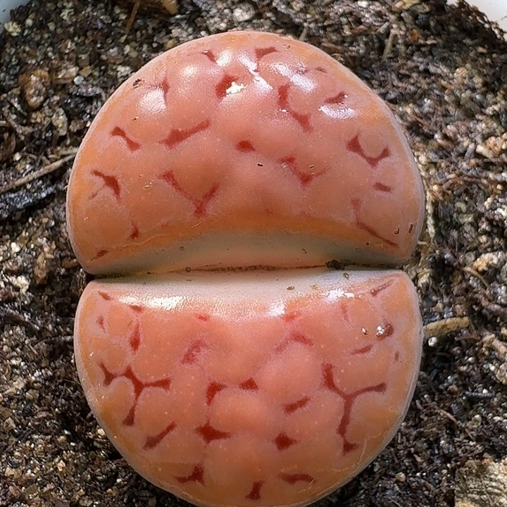 111111生石花。   222