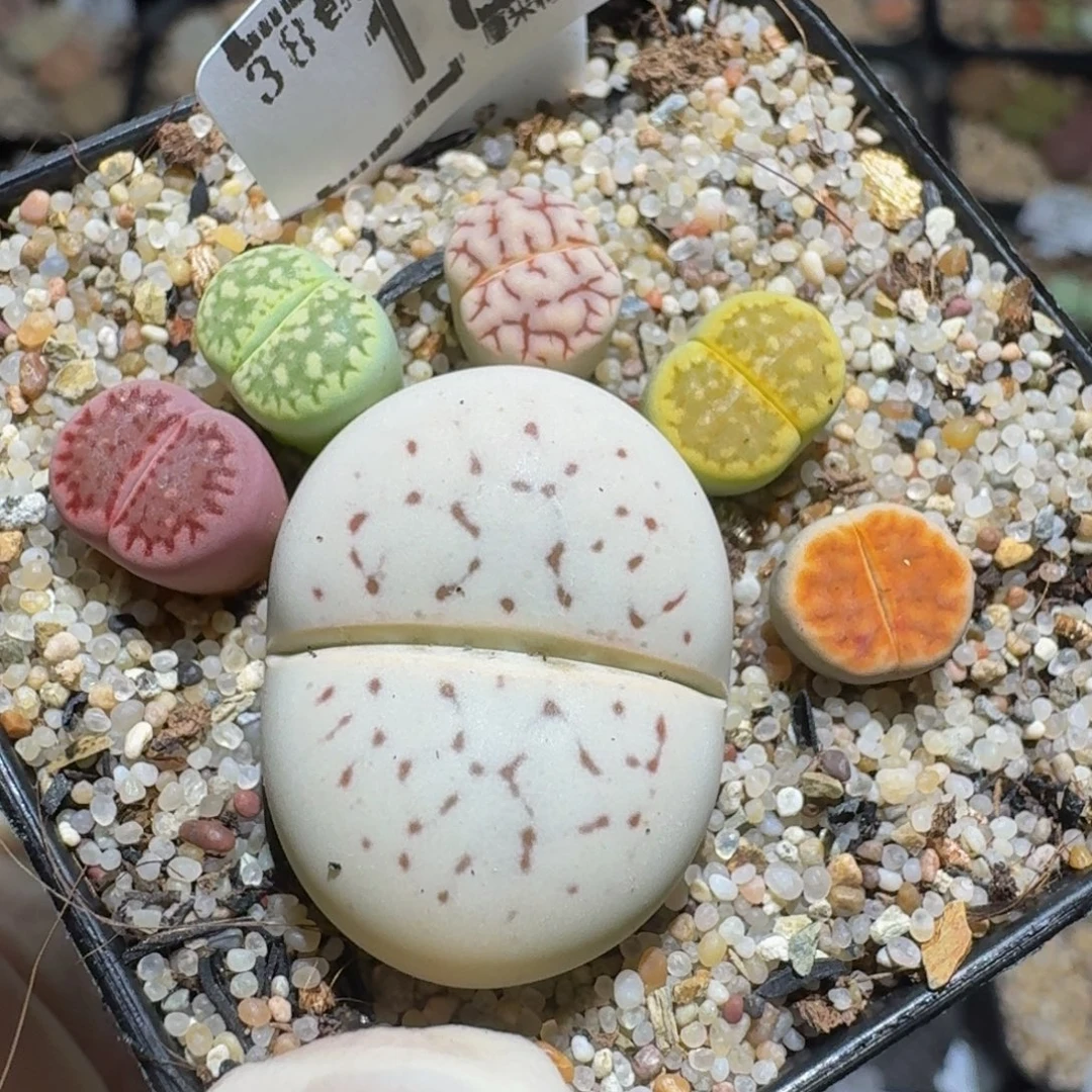 zzzzz精品生石花18