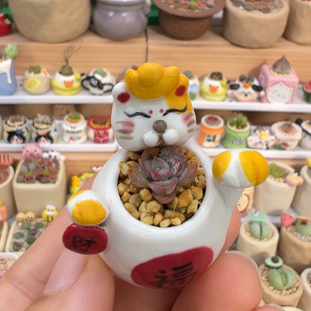 多肉植物31号拇指盆