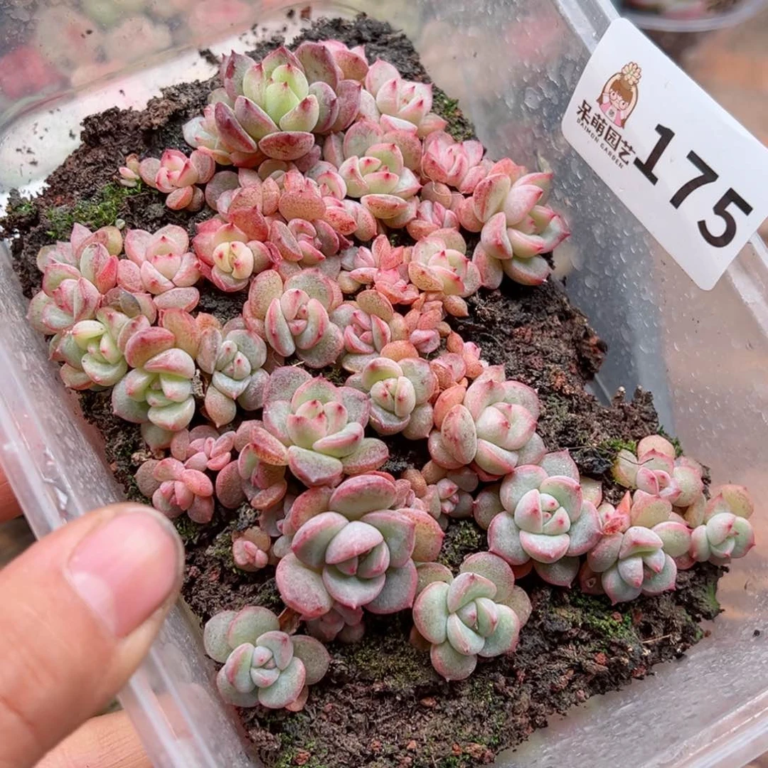 多肉植物多肉植物