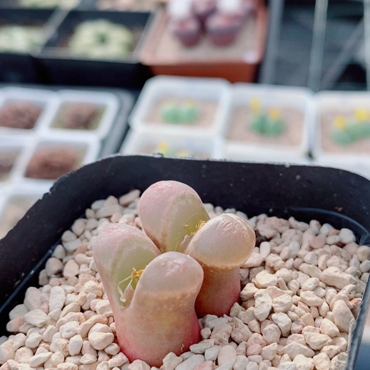 生石花花花花花花367