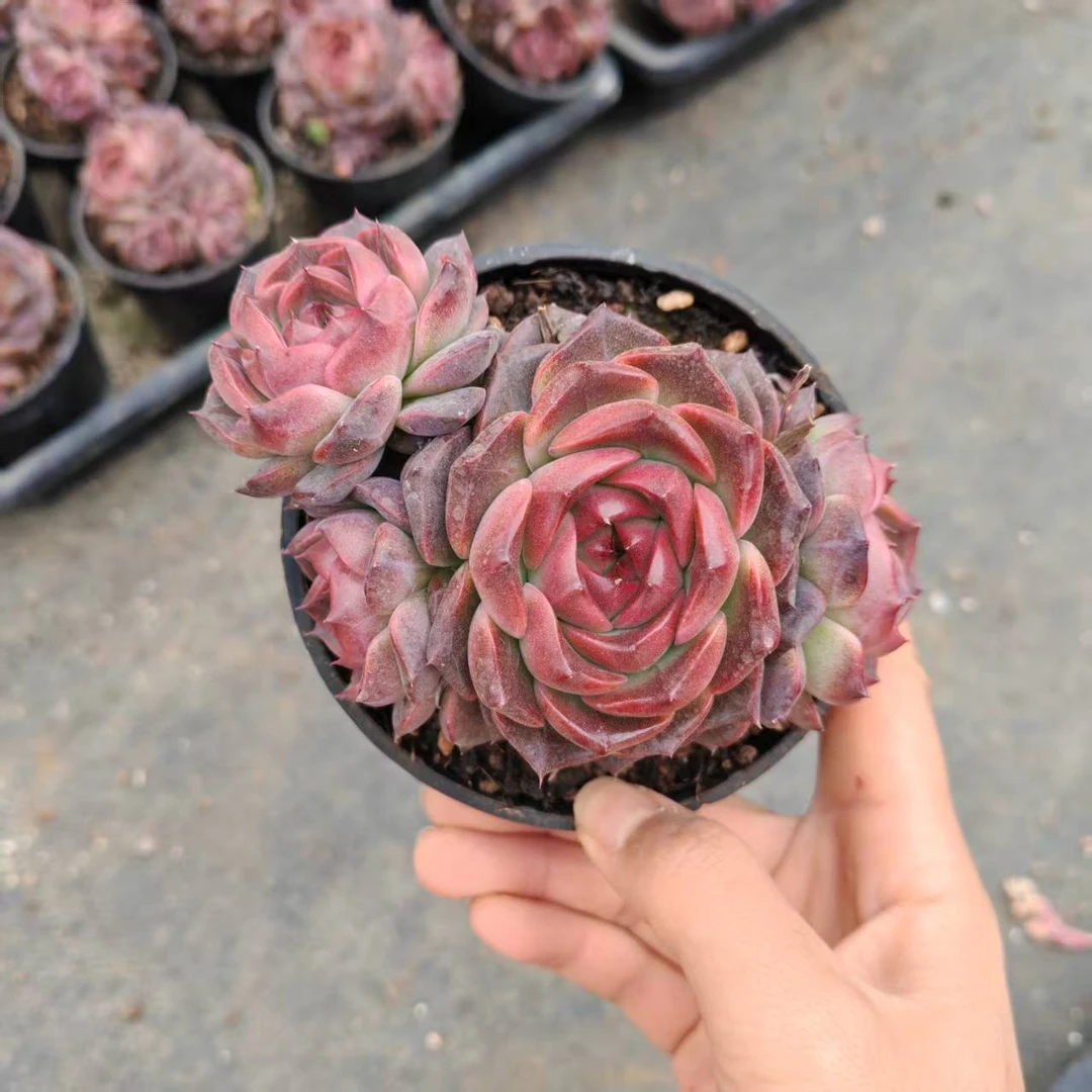 11#魔卡群多肉植物  前男友精品多肉 SM0973