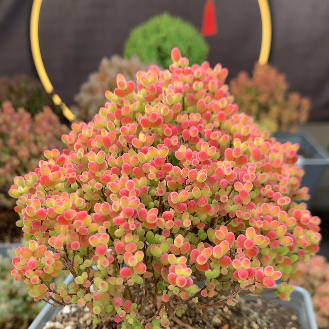 c532蜜橘糖球枝干番杏