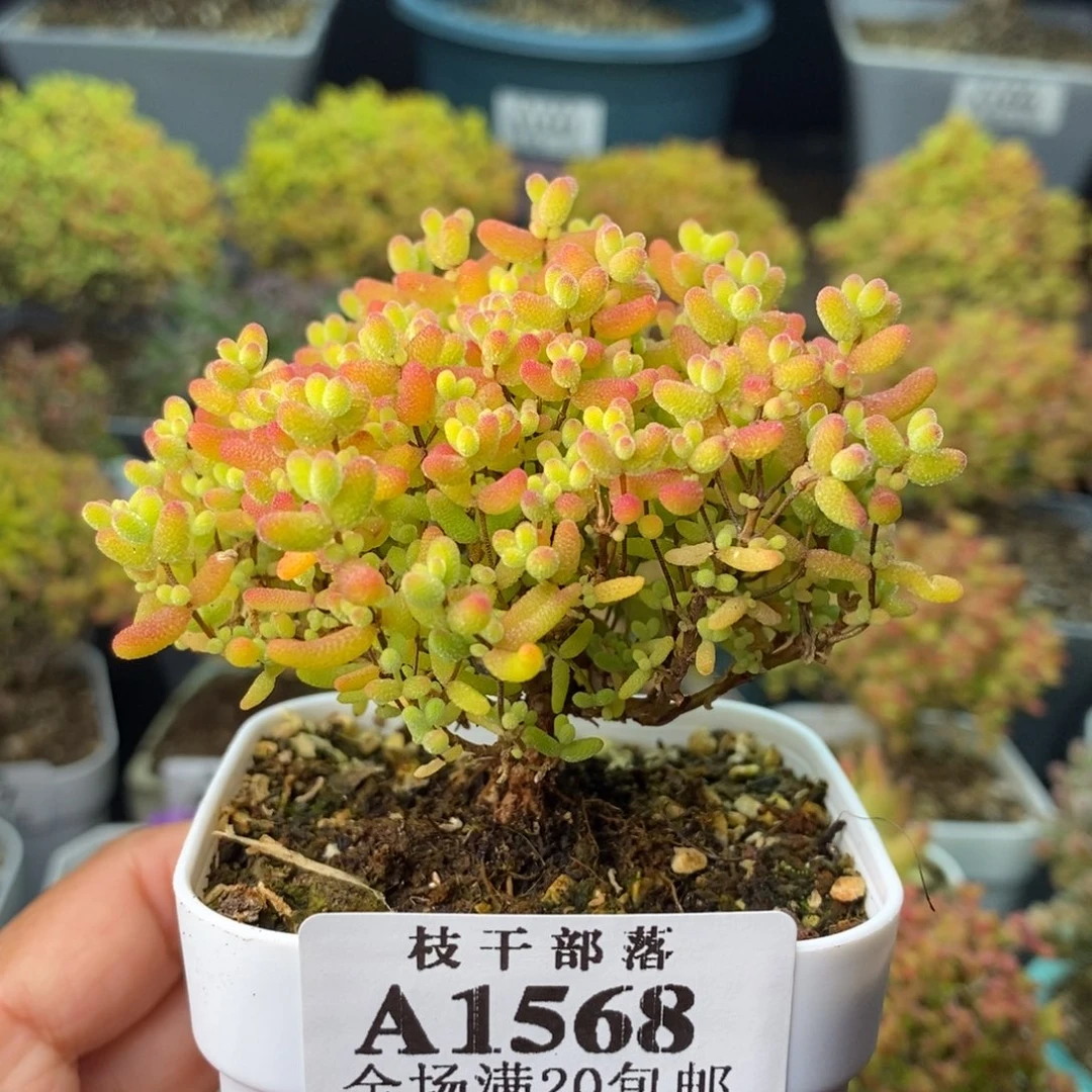 1568蜜橘糖球 。