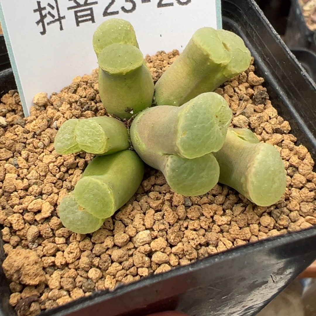 憨***达23-23肉锥多肉植物
