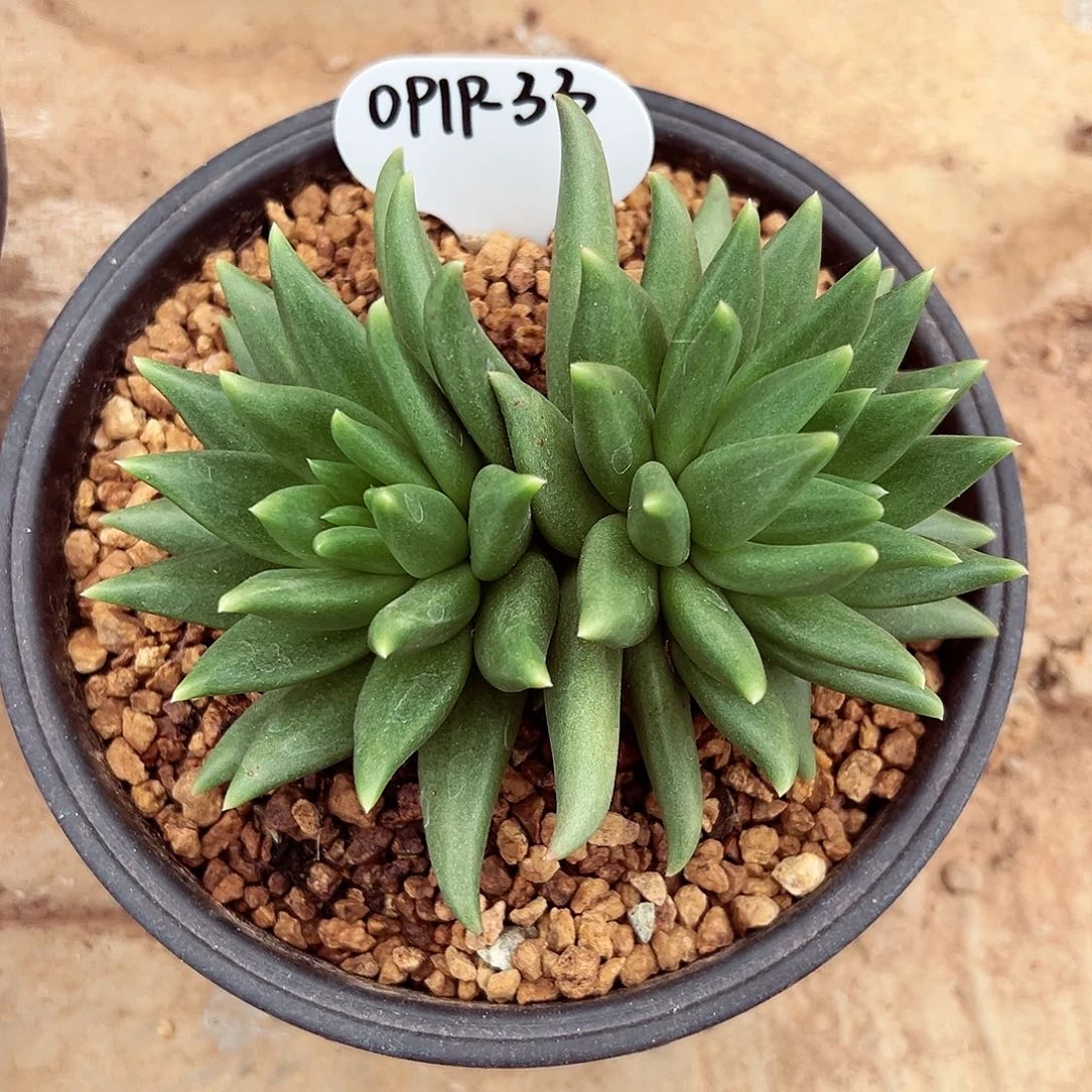 0919-33布丁群。。。。。