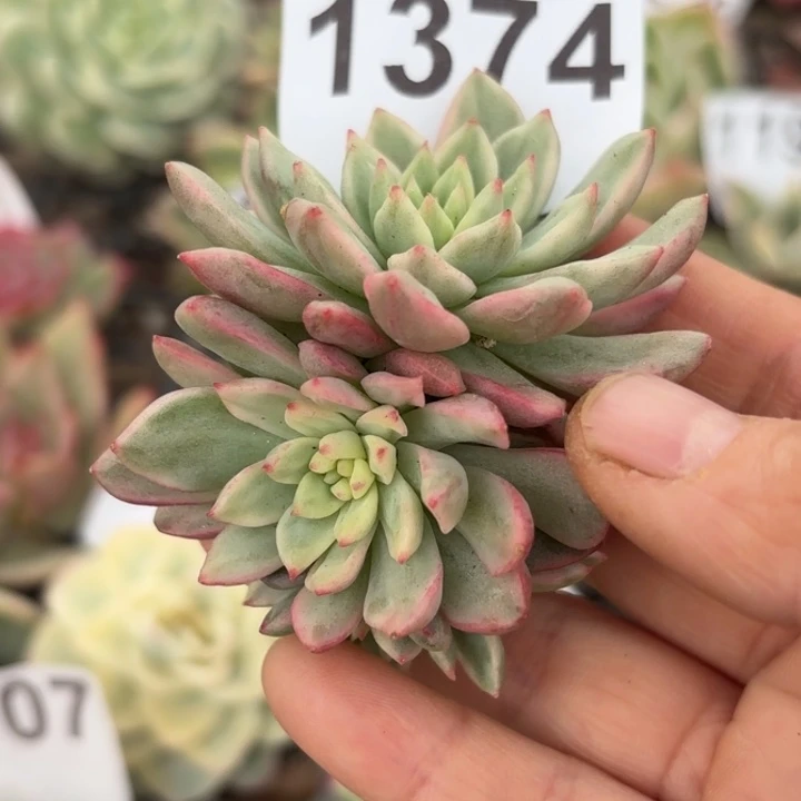 满18包邮当场凑单不满包邮次日发顺丰到付