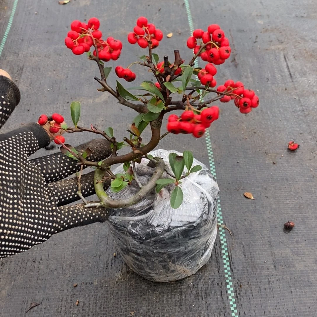 山***客无花朵盆景盆景15