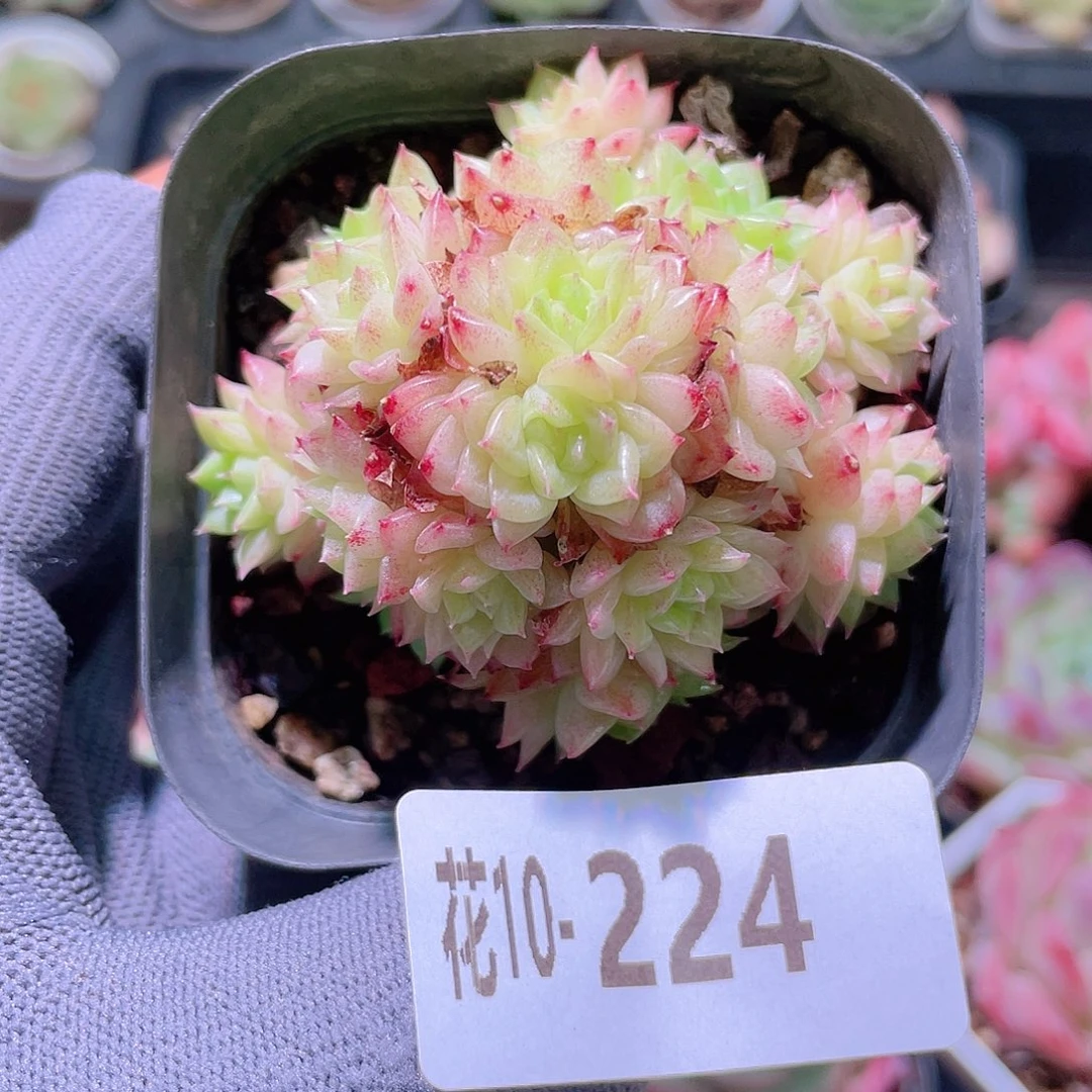 花利美10-224光年