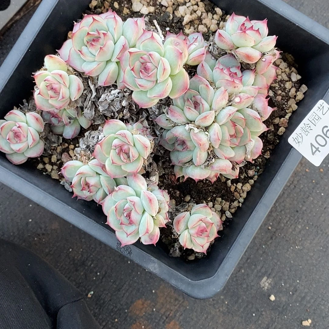 A***光4064散群掉头不售后～14厘米