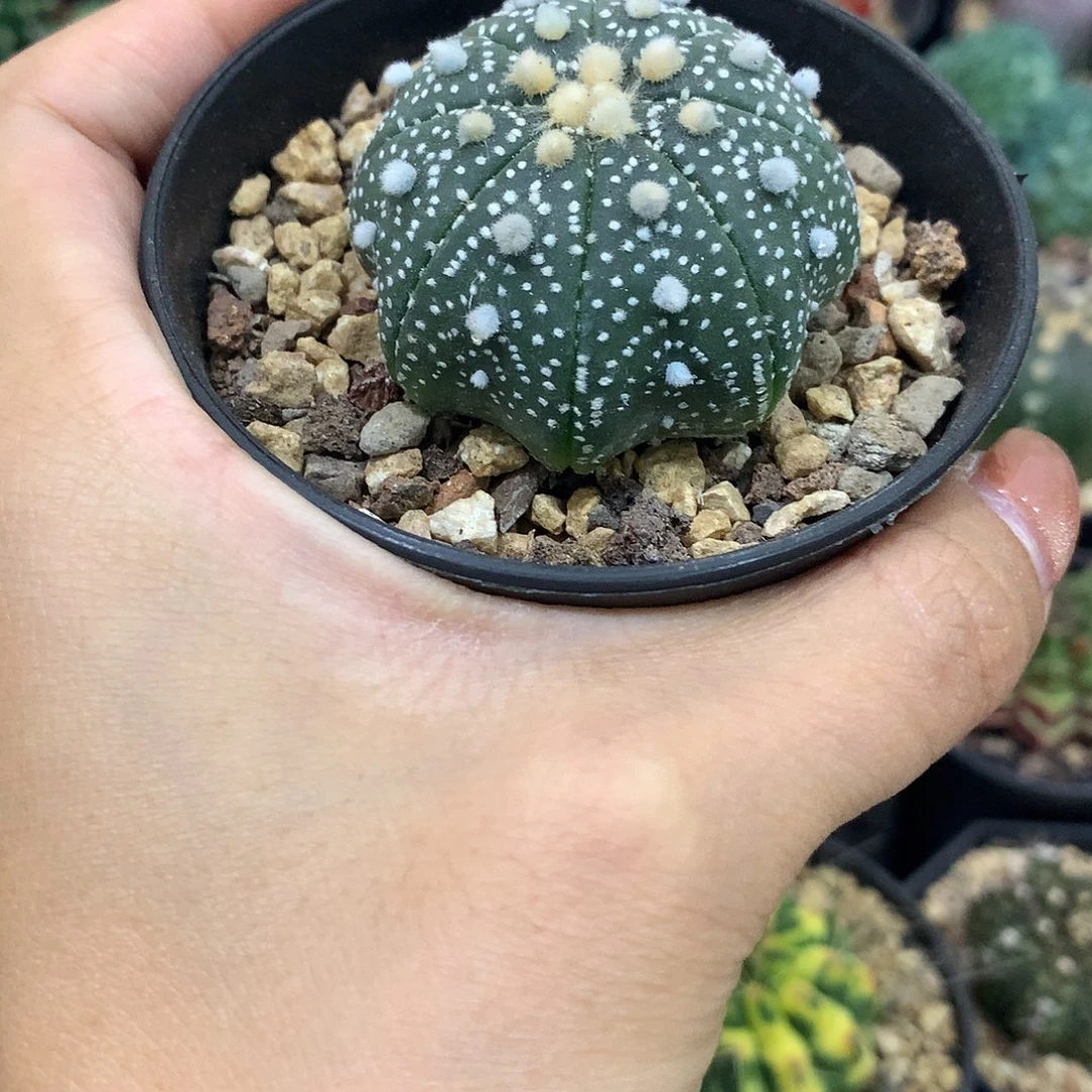 福利实生雪花海星腿兜