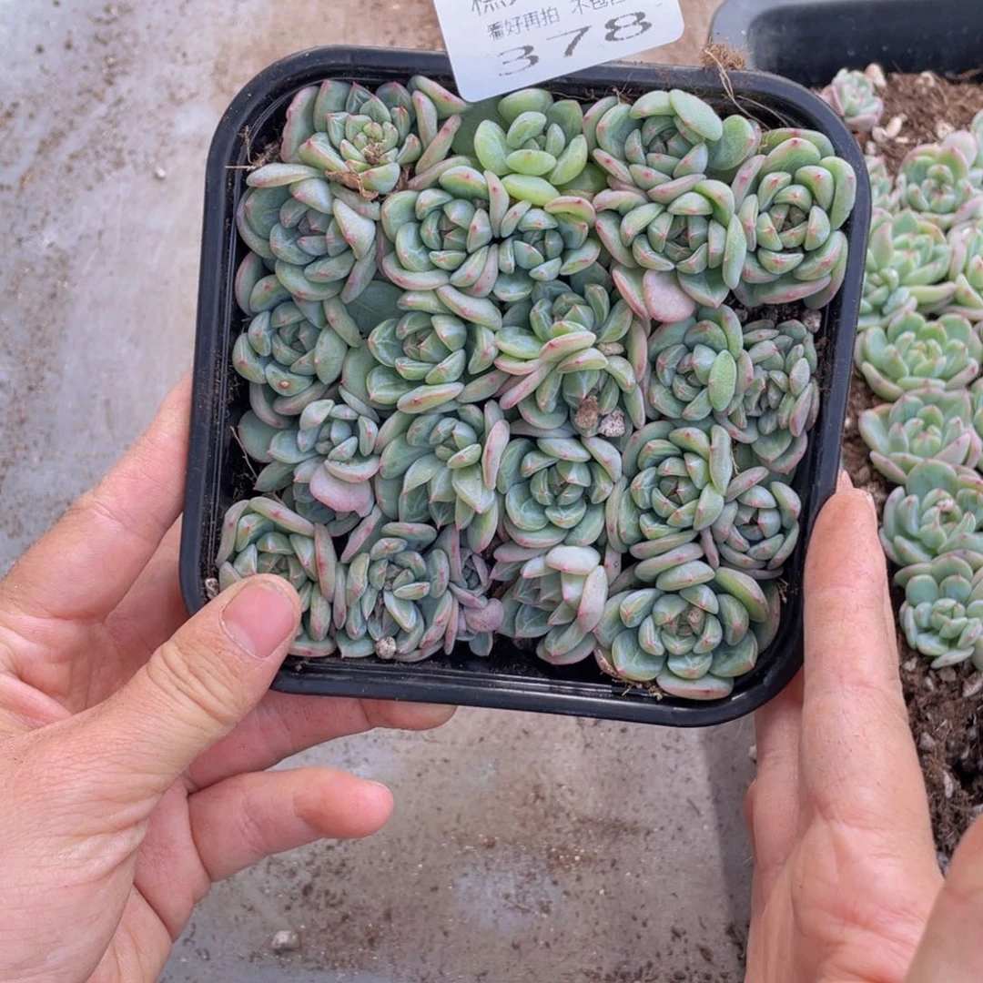 云糖心多肉植物378