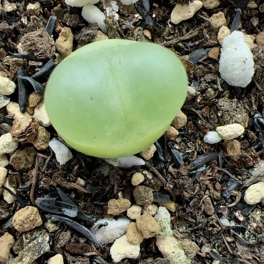 【闪购商品】15 拉登