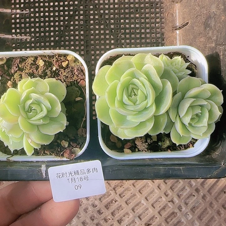 花时光精品多肉09