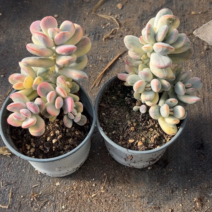 无花朵313号福娘锦两个无砍