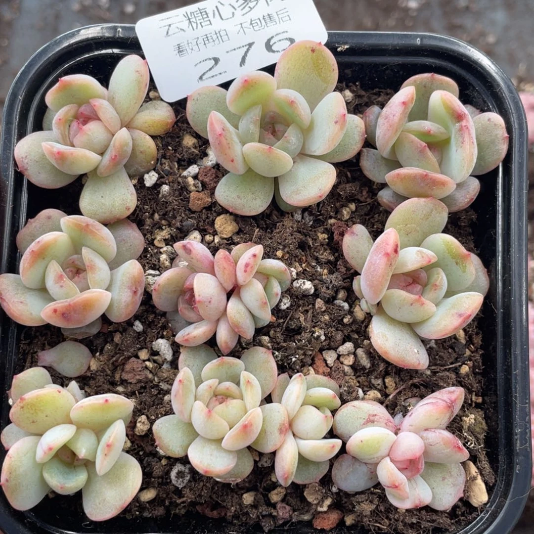 云糖心多肉植物276