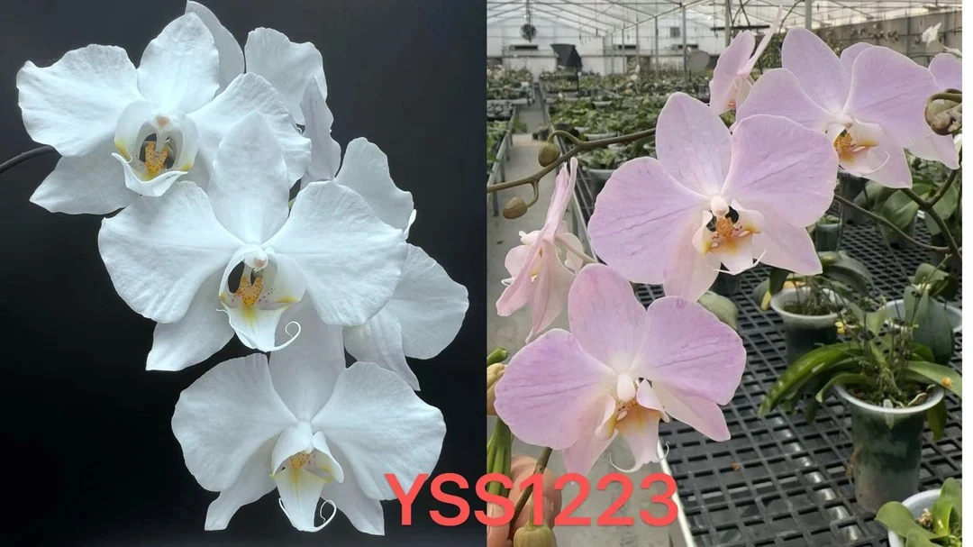 YSS1223 奶油蕾丝交嫩粉 1.7寸 苗株 鲜花绿植