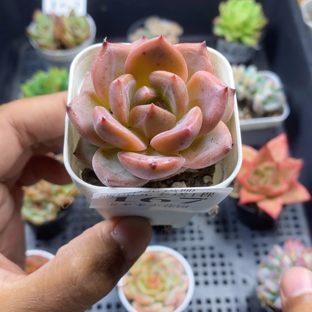 比翼鸟一物一拍满20包邮满26送一颗多肉